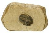 Bargain, Dalejeproetus Trilobite - Uncommon Moroccan Proetid #181438-3